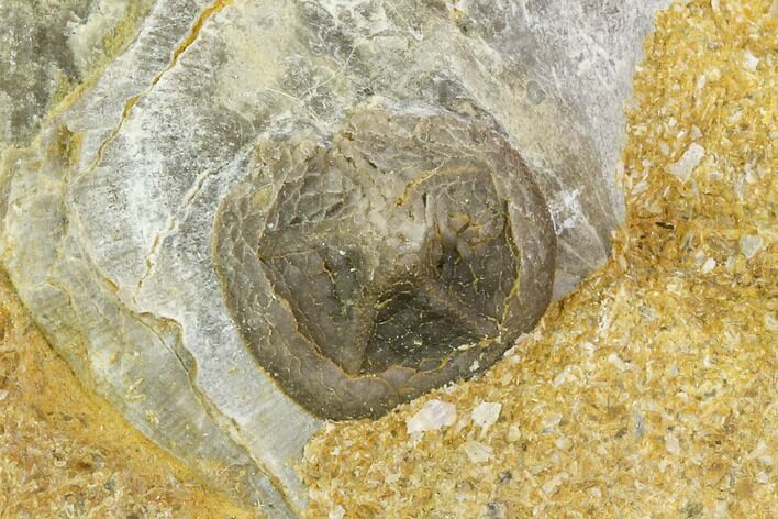 Edrioasteroid On Brachiopod Shell- Ontario #110533
